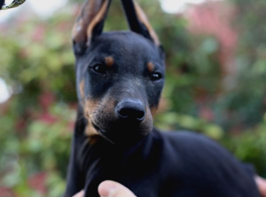 Üst Düzey King Doberman Yavrular görsel