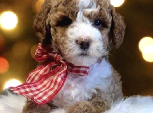 Premium Standart Poodle Yavrular görsel