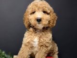 Premium Standart Poodle Yavrular