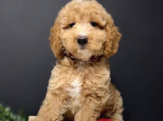 Premium Standart Poodle Yavrular görsel