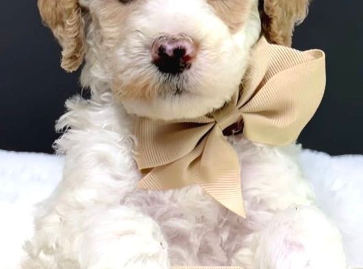 Premium Standart Poodle Yavrular görsel