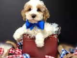 Premium Standart Poodle Yavrular