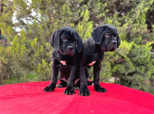 Devasa Secereli Soydan Cane Corso Yavrular görsel