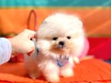 Orji̇nal Pomerani̇an Boo Bebekler