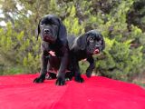 Devasa Secereli Soydan Cane Corso Yavrular
