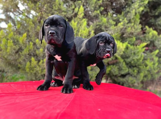 Devasa Secereli Soydan Cane Corso Yavrular görsel