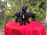 Devasa Secereli Soydan Cane Corso Yavrular