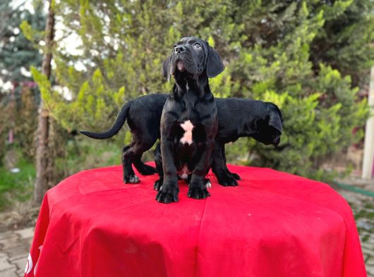 Devasa Secereli Soydan Cane Corso Yavrular görsel