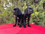 Devasa secereli soydan cane corso yavrular
