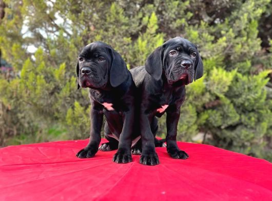 Devasa Secereli Soydan Cane Corso Yavrular