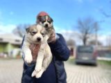 Mavi Gözlü Sibirya Kurdu Husky Yabrulaeımız