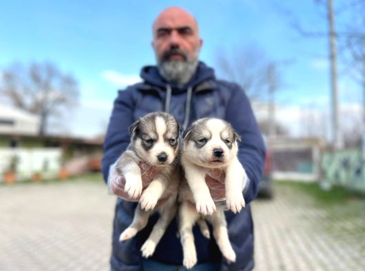 Mavi Gözlü Sibirya Kurdu Husky Yabrulaeımız görsel