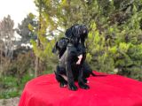 Devasa Secereli Soydan Cane Corso Yavrular