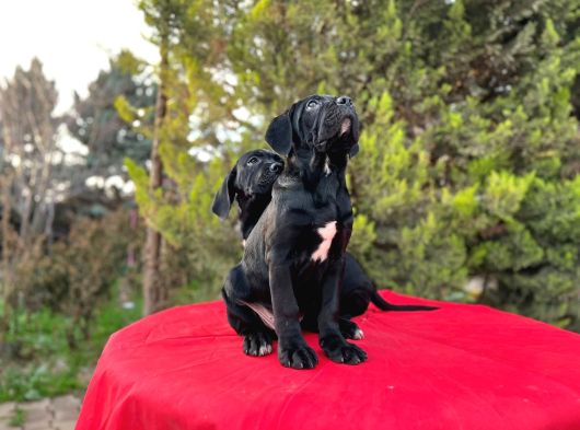 Devasa Secereli Soydan Cane Corso Yavrular görsel