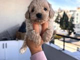 Maltipoo yavrularımız