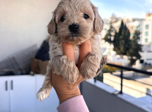 Maltipoo Yavrularımız