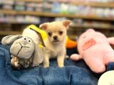 Chihuahua Bebeklerimiz Şivava