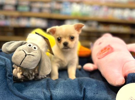 Chihuahua Bebeklerimiz Şivava görsel
