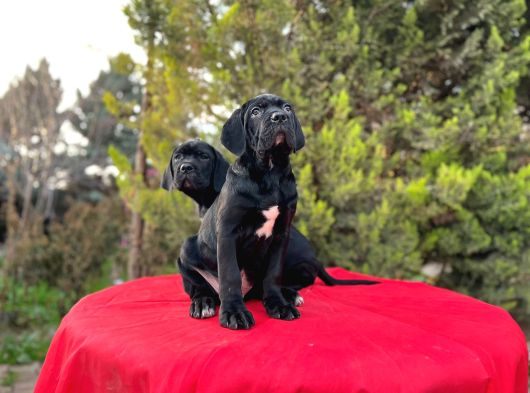 Devasa Secereli Soydan Cane Corso Yavrular görsel