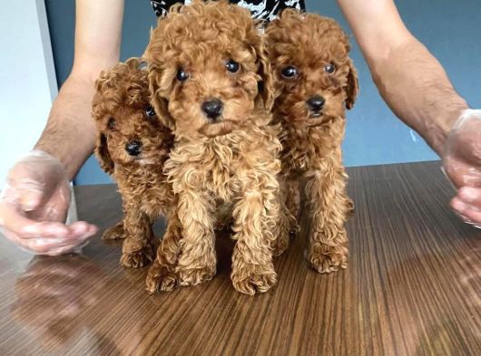 Exlusi̇ve Kore Poodle Yavrular Toy Poodle Yavrular Hazir Ank görsel