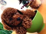 EXLUSİVE KORE POODLE YAVRULAR TOY POODLE YAVRULAR HAZIR ANK