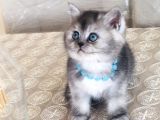 Safkan A kalite Silver bebekler ücretli