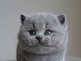Gümüş Zarafet Gri British Shorthair