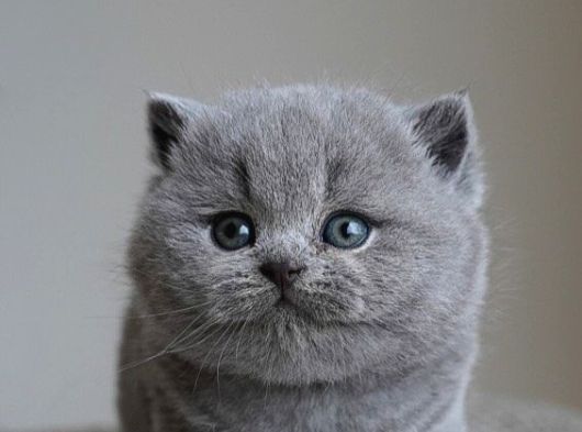 Gümüş Zarafet Gri British Shorthair görsel