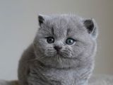 Gümüş Zarafet Gri British Shorthair