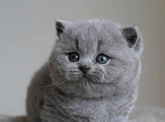 Gümüş Zarafet Gri British Shorthair