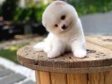 Ayı Surat Karbeyaz Pomeranian Boo Ufak Boy Yavrumuz