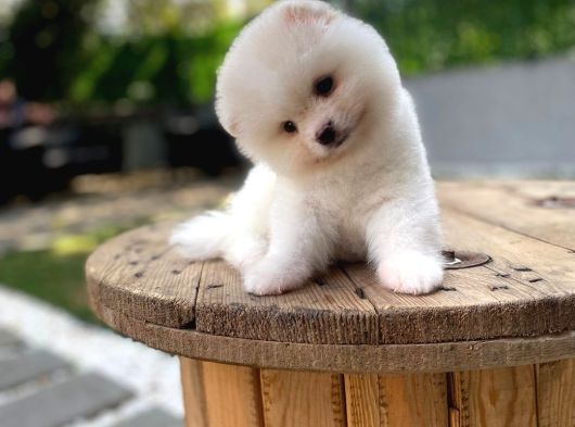 Ayı Surat Karbeyaz Pomeranian Boo Ufak Boy Yavrumuz görsel