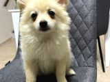 Pomerian Boo Bebekler