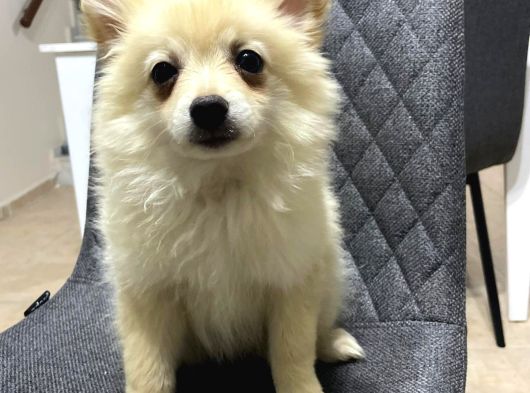 Pomerian Boo Bebekler görsel