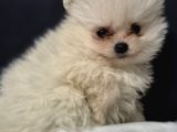 Pomeri̇an Boo