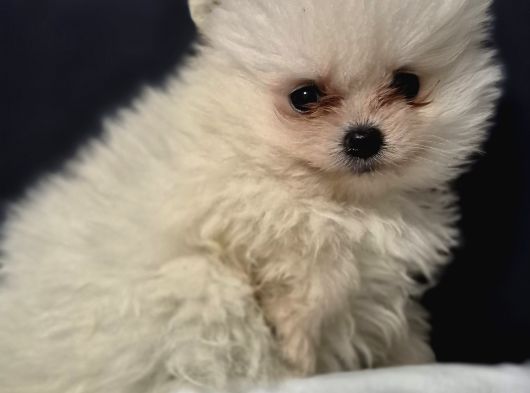 Pomeri̇an Boo görsel