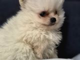 Pomeri̇an Boo