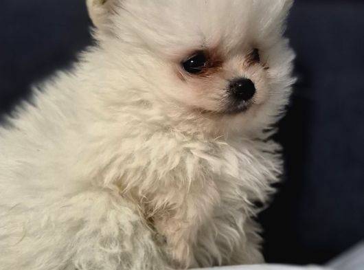 Pomeri̇an Boo görsel