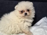 Pomeri̇an Boo