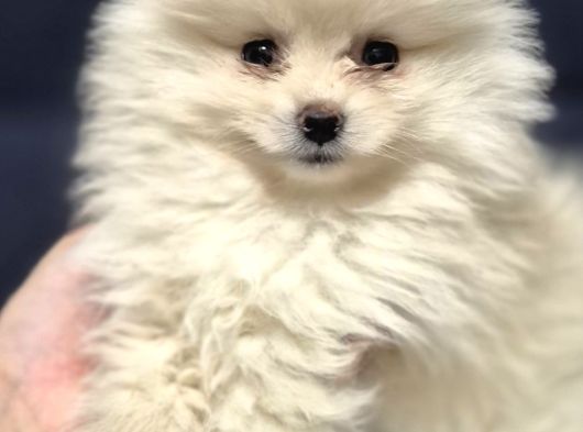 Pomeri̇an Boo