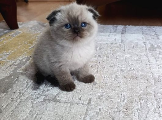Aile Sıcaklığnda Büyüyen  Scottish Fold British Yvrlr görsel