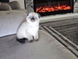 Aile Sıcaklığnda Büyüyen  Scottish Fold British Yvrlr