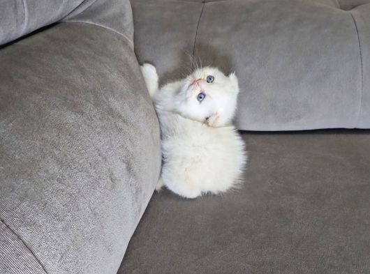 Aile Sıcaklığnda Büyüyen  Scottish Fold British Yvrlr görsel
