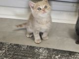 British Shorthair Aile Sıcaklığnda Büyüyen Sağlık Garantili