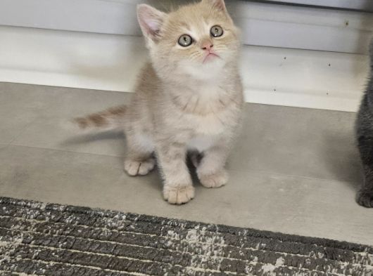 British Shorthair Aile Sıcaklığnda Büyüyen Sağlık Garantili görsel