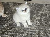 British Shorthair Aile Sıcaklığnda Büyüyen Sağlık Garantili