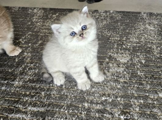 British Shorthair Aile Sıcaklığnda Büyüyen Sağlık Garantili görsel