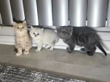 British shorthair Aile sıcaklığnda büyüyen sağlık garantili