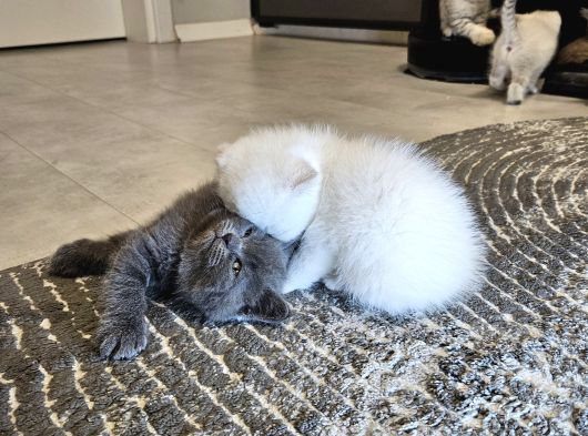 Aile Sıcaklığnda Büyüyen  Scottish Fold British Yvrlr görsel