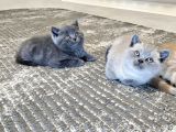 British Shorthair Aile Sıcaklığnda Büyüyen Sağlık Garantili